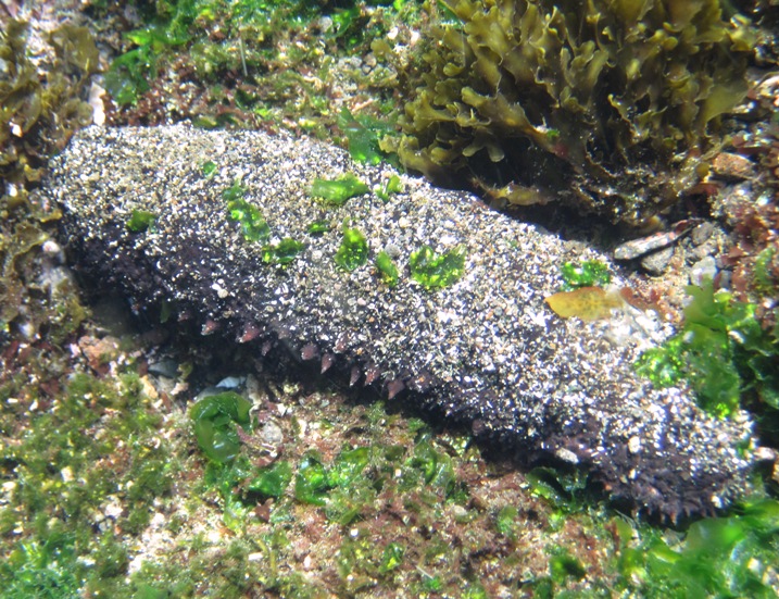 sea cucumber